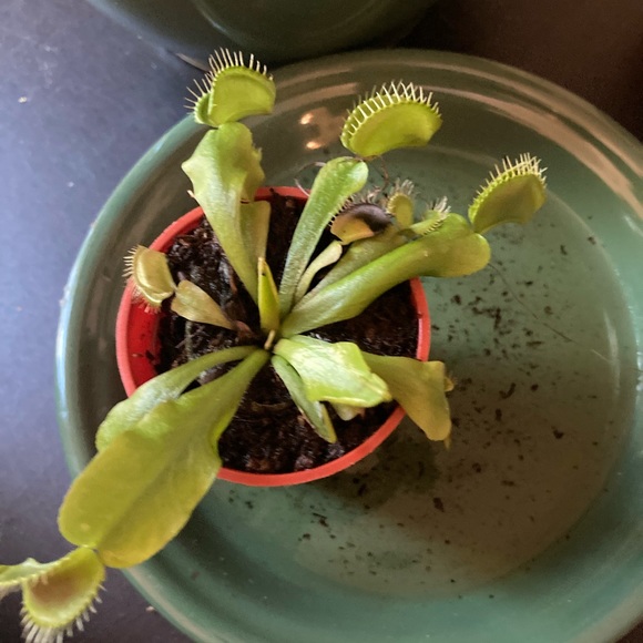 Carnivores - Picture 2 of 2